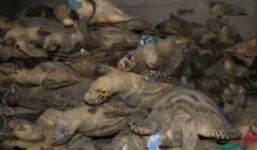 Phá đường dây chuyên săn bắt, tiêu thụ rùa biển quý hiếm “siêu khủng”